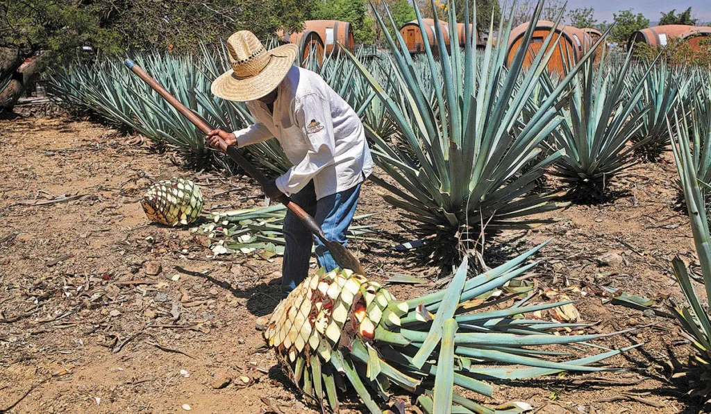 Agave y tequila en Guanajuato: proponen regular la industria tequilera