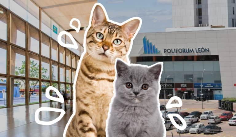 Expo gatitos en León