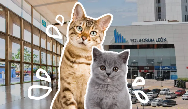 Expo gatitos en León