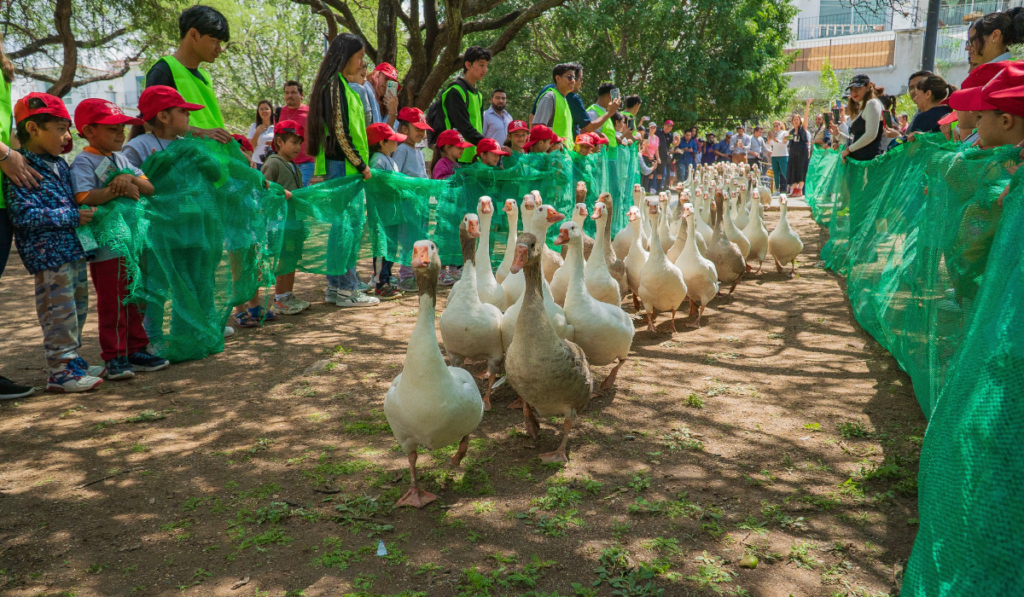 Más de 140 gansos vuelven a la Presa de El Palote