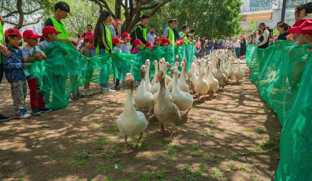 Más de 140 gansos vuelven a la Presa de El Palote
