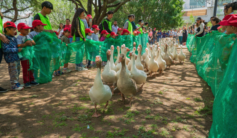 Más de 140 gansos vuelven a la Presa de El Palote