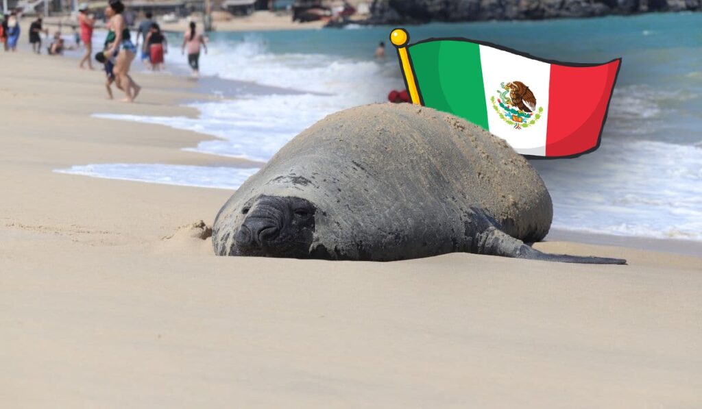 Panchito Cortés, el elefante marino que viaja desde la Patagonia hasta México