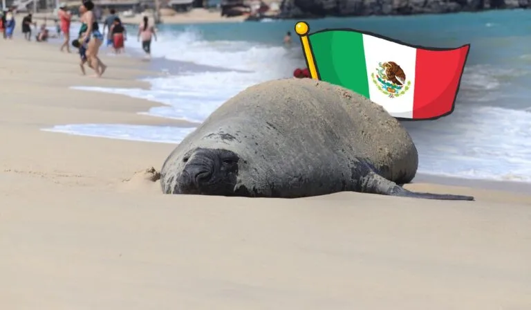 Panchito Cortés, el elefante marino que viaja desde la Patagonia hasta México