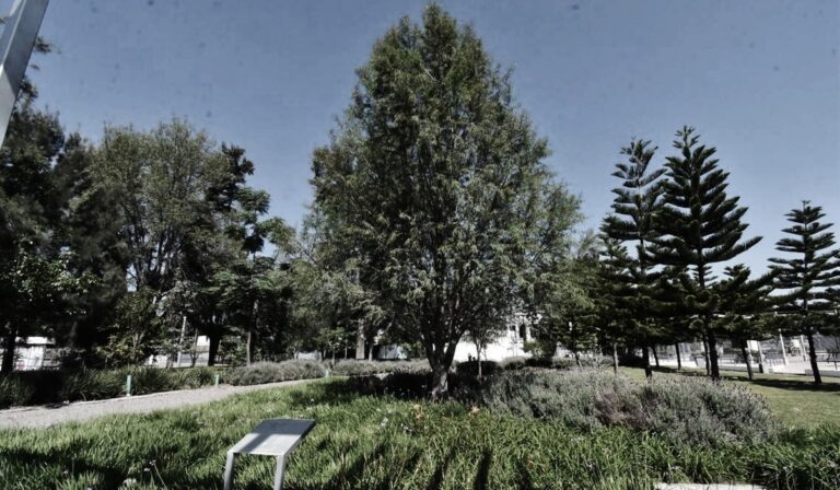 El Ahuehuete del parque Irekua: Un vínculo histórico y natural