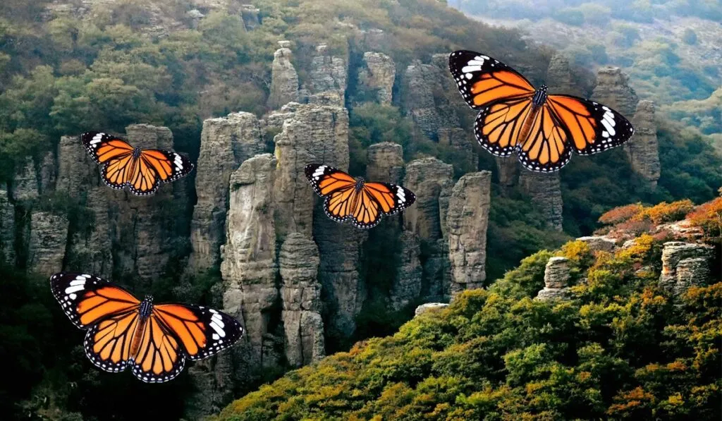 La llegada de las mariposas monarca a Guanajuato