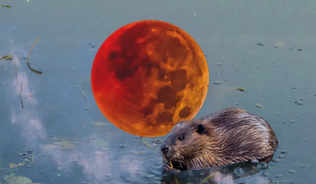Prepárate para ver la luna del castor, la última luna llena del año