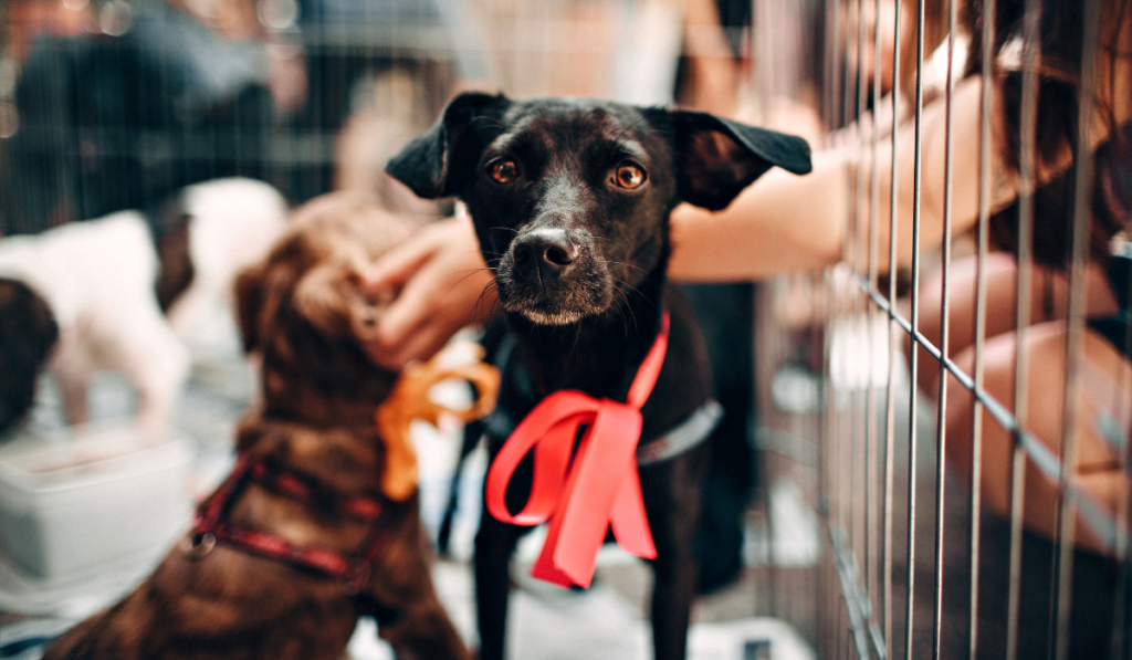 Tendremos un Mega Adoptón con actividades en Guanajuato Capital