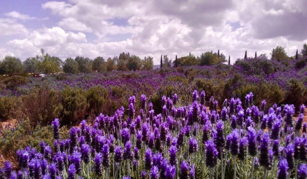 Visita los campos de lavanda de Mineral de Pozos