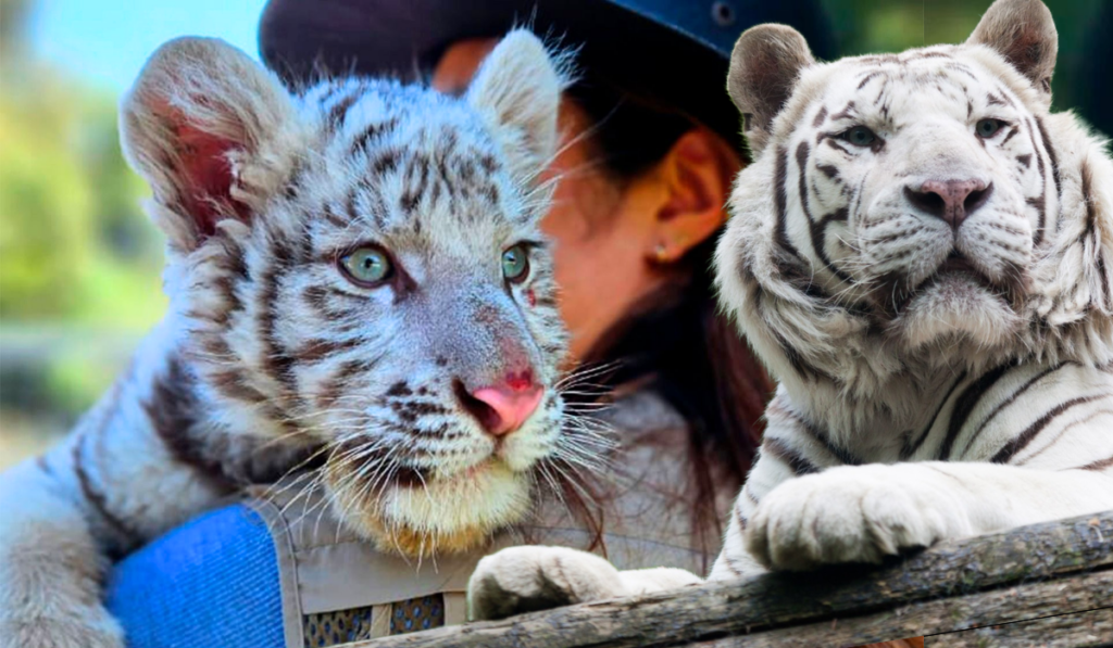 Un tigre blanco bebé llegó al zoológico de Irapuato