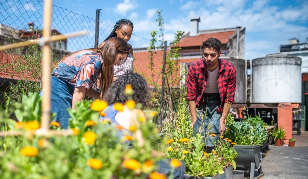 Huertos en casa: el secreto de miles de guanajuatenses para ahorrar y comer sano