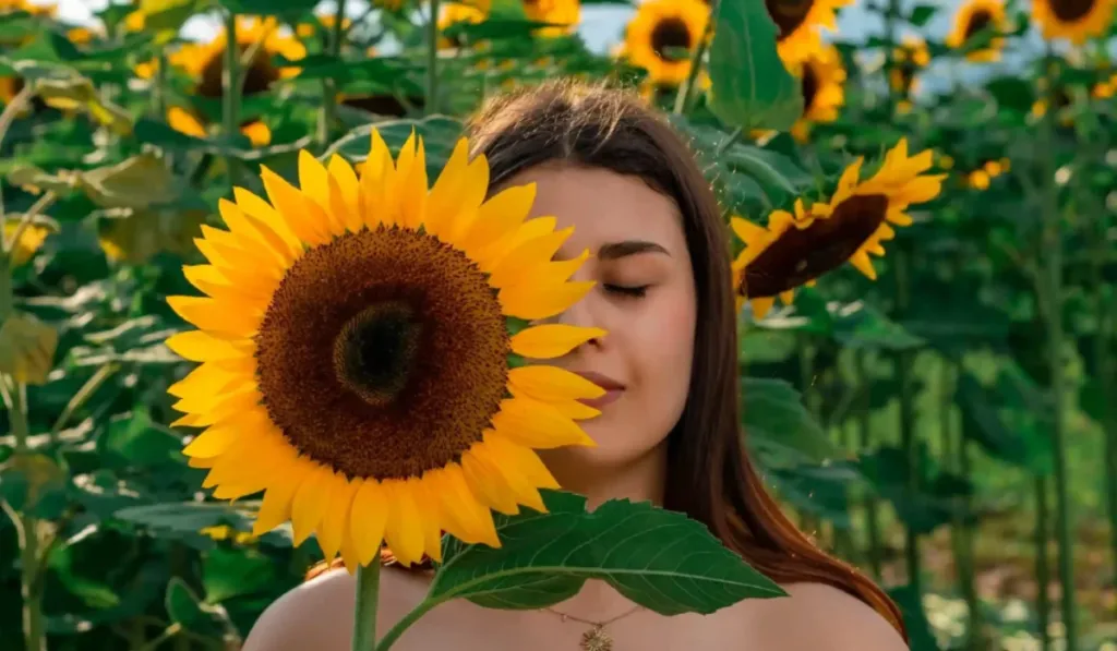 Solo por pocos días: camina en un campo de girasoles y vive una experiencia mágica