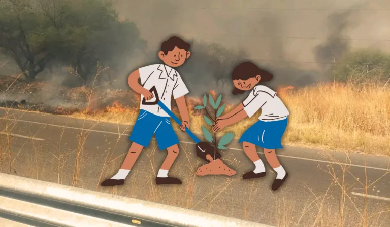 Así es como están reviviendo el Cerro del Palenque después del incendio