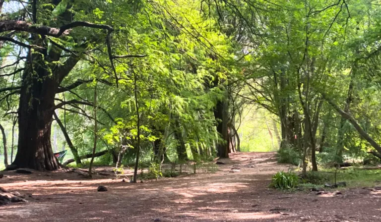 Los Sabinos y su manantial: un rincón escondido de Querétaro que debes visitar