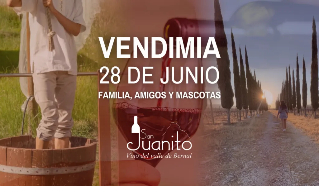Vendimia en San Juanito: Tradición, vino y fiesta