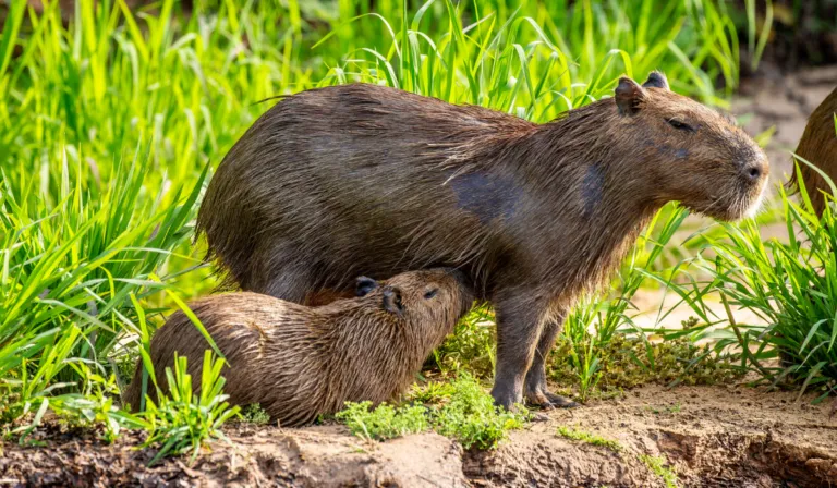 Capibaras bebés en del Parque Hidalgo: la familia crecerá en Aguascalientes