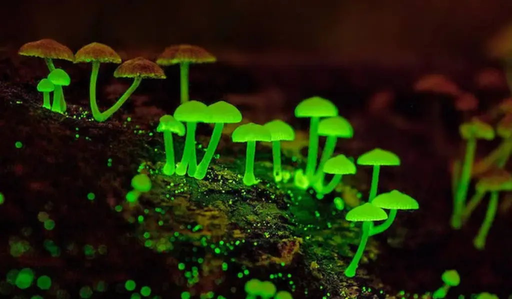 Descubre el bosque fluorescente de Querétaro que brilla en la oscuridad 