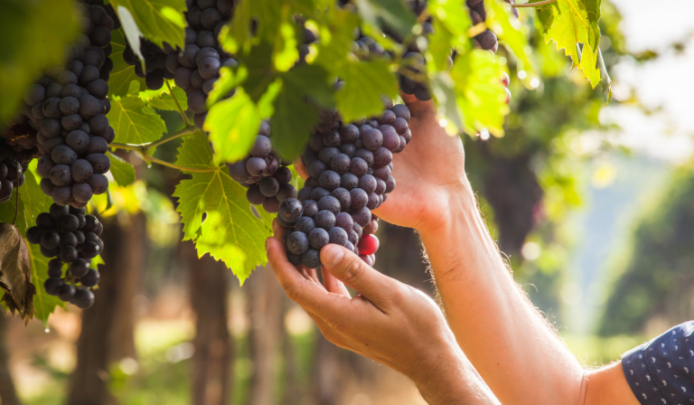 Vendimias 2025 en Guanajuato: estas son las fechas para tomar vino e ir de fiesta