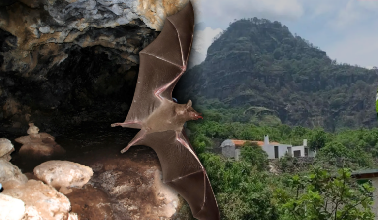 Peligra el santuario de murciélagos en El Tepozteco por construcciones ilegales