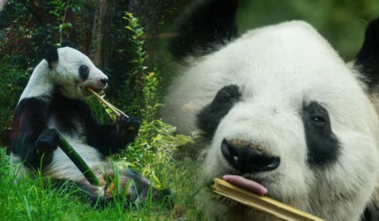 Xin Xin, la última panda gigante de México, se despide poco a poco