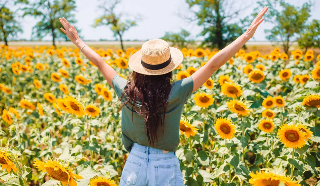 Festival Entre Girasoles 2025: un paraíso dorado te espera en Tlaxcala