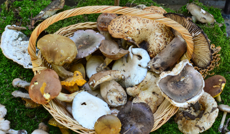 Hongosto: hongos comestibles llenan el bosque de sabores