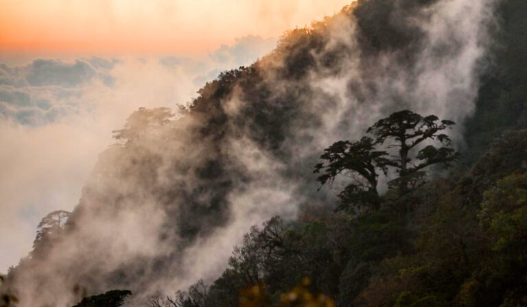 Bosques de niebla en México: donde la lluvia cae de lado y la vida crece en los árboles