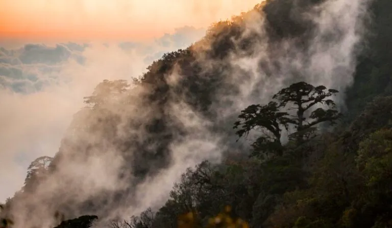 Bosques de niebla en México: donde la lluvia cae de lado y la vida crece en los árboles