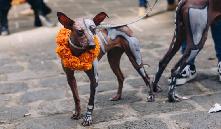 Caminata al Mictlán: la CDMX celebra a los xolos en el Día de Muertos