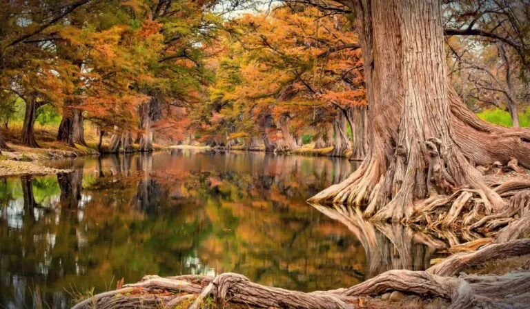 Escápate al otoño: los mejores lugares en México para ver el follaje sin salir del país