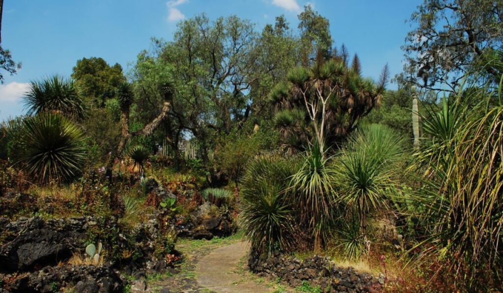 La Casa de Sombra del Jardín Botánico de la UNAM reabre sus puertas con 157 especies de cactáceas
