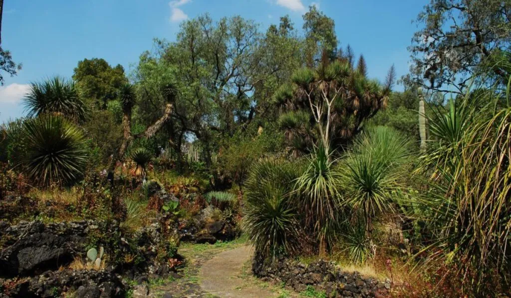 La Casa de Sombra del Jardín Botánico de la UNAM reabre sus puertas con 157 especies de cactáceas