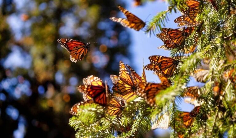 La mariposa monarca cruzará por Guanajuato: estas flores son su combustible para sobrevivir