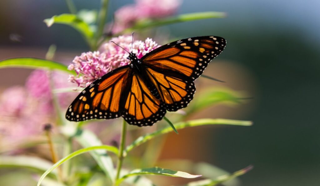 De Canadá a Michoacán: así es el asombroso viaje de la mariposa monarca rumbo a su hibernación 2025-2026