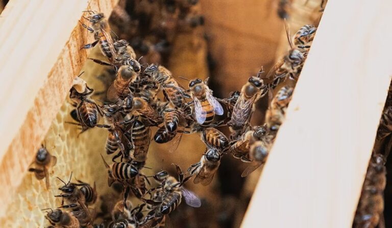 La dulce experiencia de cata de miel en CDMX que no te puedes perder