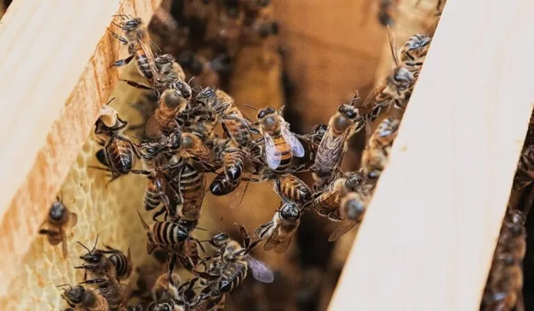 La dulce experiencia de cata de miel en CDMX que no te puedes perder