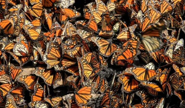 La mariposa monarca ya está en México: dónde verlas y cómo proteger este espectáculo natural