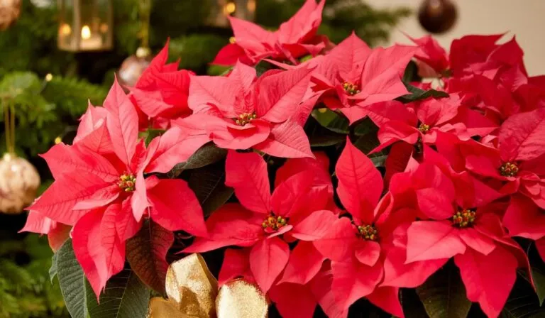 Nochebuena perfecta: guía fácil para que se mantenga hermosa todo el inviern