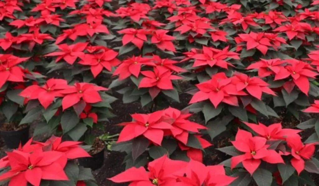 Aguascalientes florece en espíritu navideño: más de 5 mil Nochebuenas iluminarán la ciudad