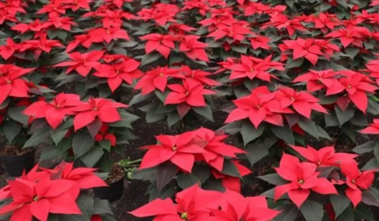 Aguascalientes florece en espíritu navideño: más de 5 mil Nochebuenas iluminarán la ciudad