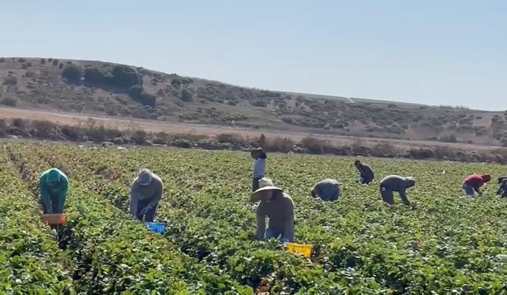 Productores del Bajío buscan unirse en sociedad para ordenar la siembra y enfrentar la crisis del campo