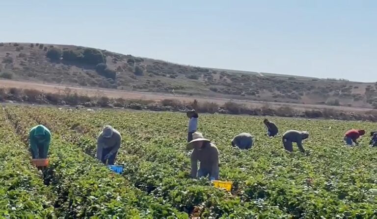 Productores del Bajío buscan unirse en sociedad para ordenar la siembra y enfrentar la crisis del campo