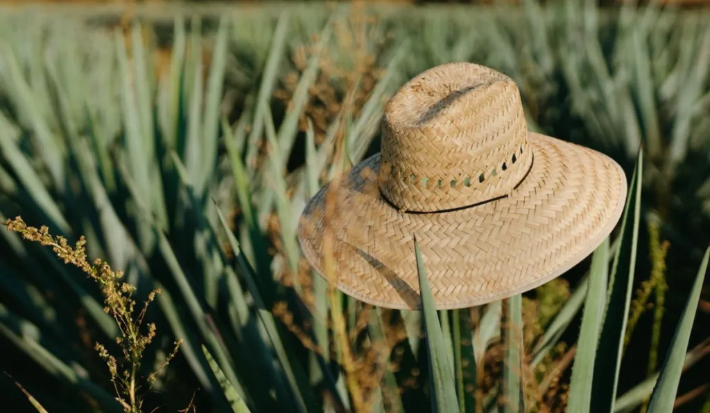 Entre agaves y alambiques: así se vive la ruta del tequila en los Altos de Jalisco
