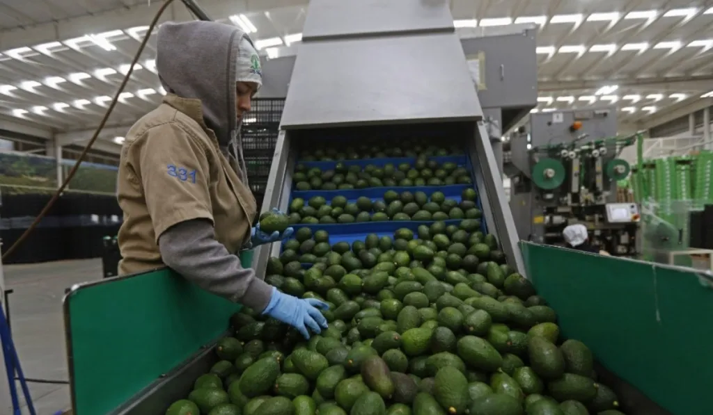Michoacán y Jalisco rompen récord: el aguacate mexicano vive su mejor año de exportación