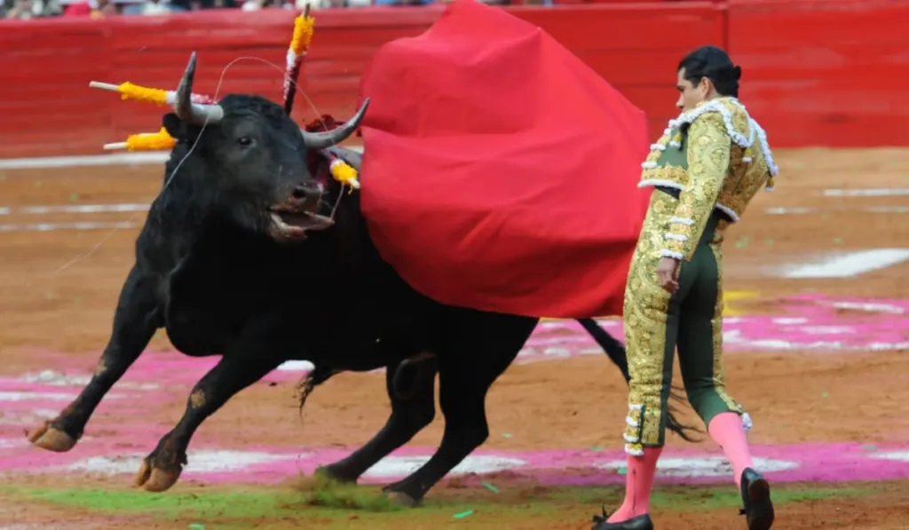 Querétaro frena las corridas de toros: municipio ya no podrá dar permisos, asegura Animal Heroes