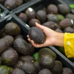 Aguacate mexicano: el boom que alimenta al mundo y presiona a los bosques