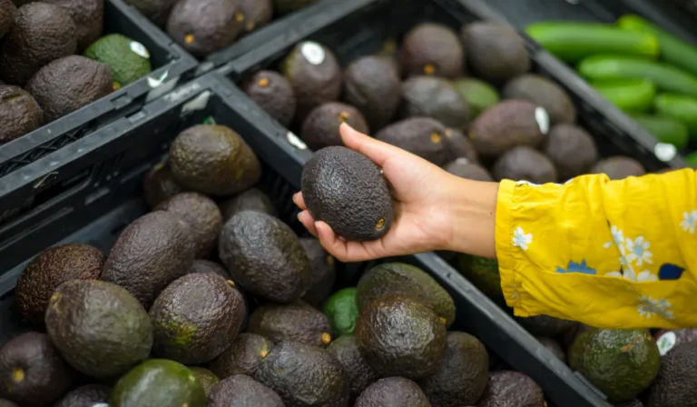 Aguacate mexicano: el boom que alimenta al mundo y presiona a los bosques