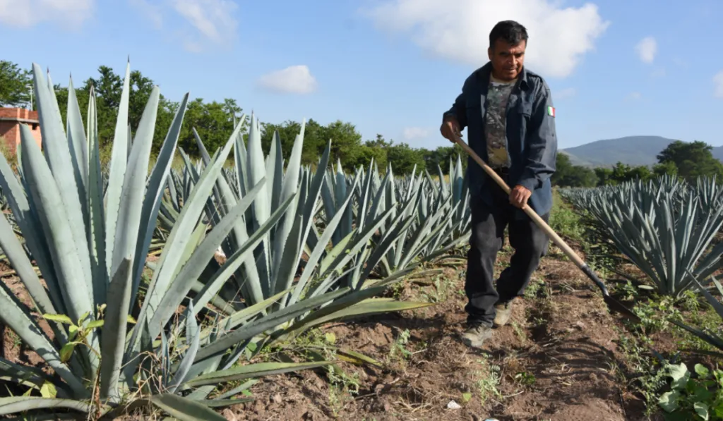 Crisis del agave en Guanajuato deja campos abandonados y enciende alertas en el sector agrícola
