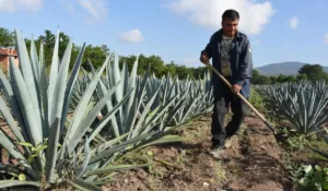 Crisis del agave en Guanajuato deja campos abandonados y enciende alertas en el sector agrícola