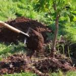 León regala árboles para reforestar la ciudad: así puedes obtener uno gratis